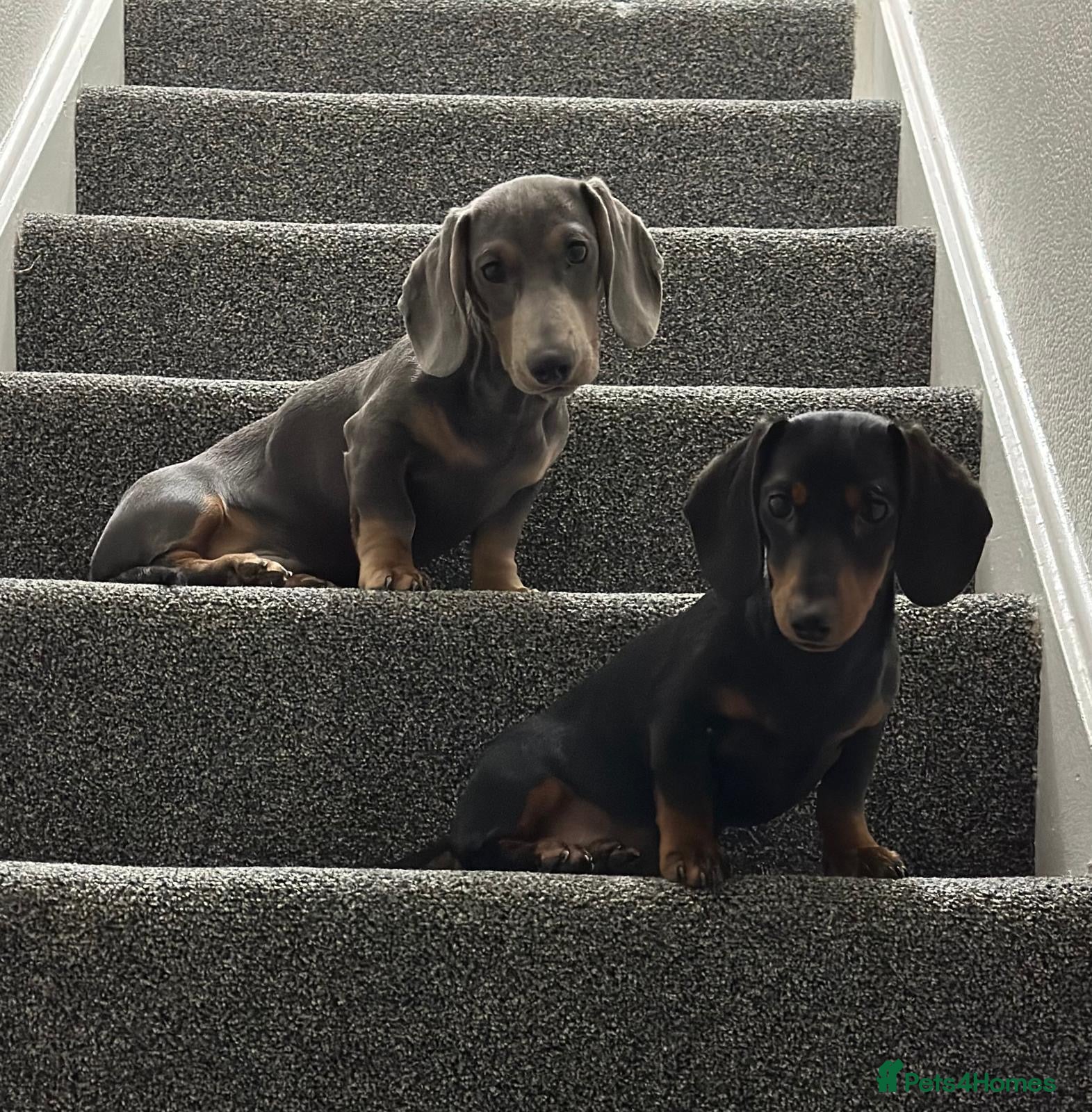 Dachshund dogs Millie and Marlo 22 months old. - Advert 1