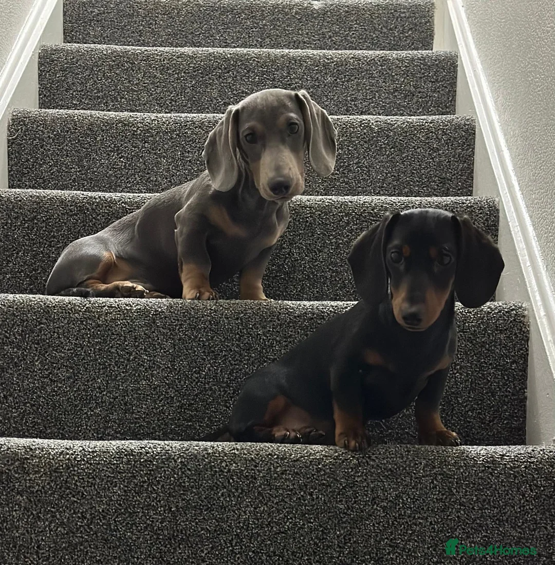 Dachshund dogs for sale: Millie and Marlo 22 months old. in Birmingham - Advert 1