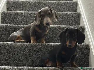 Dachshund dogs Millie and Marlo 22 months old. - Advert 9