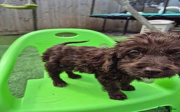 Cockapoo dogs for sale: F1 type cockepoos  - Image 12