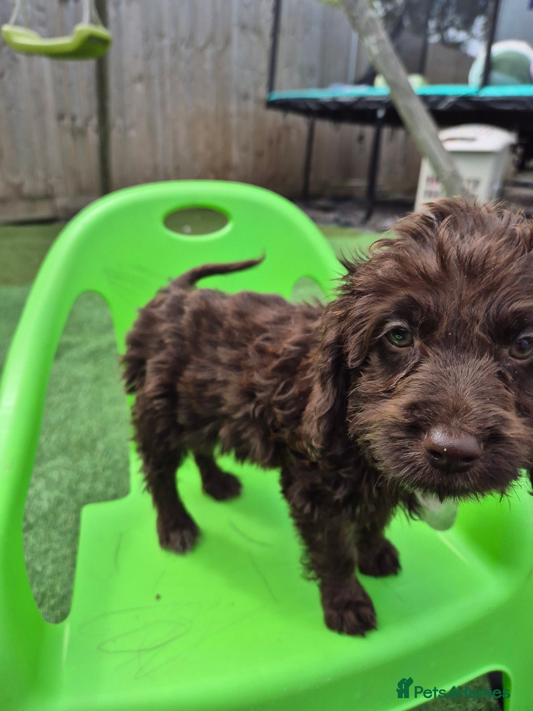 Cockapoo dogs for sale: F1 type cockepoos  - Image 12