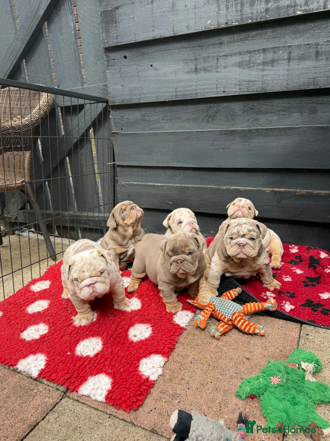 English Bulldog dogs for sale: British bull dog puppy’s  - Advert 2