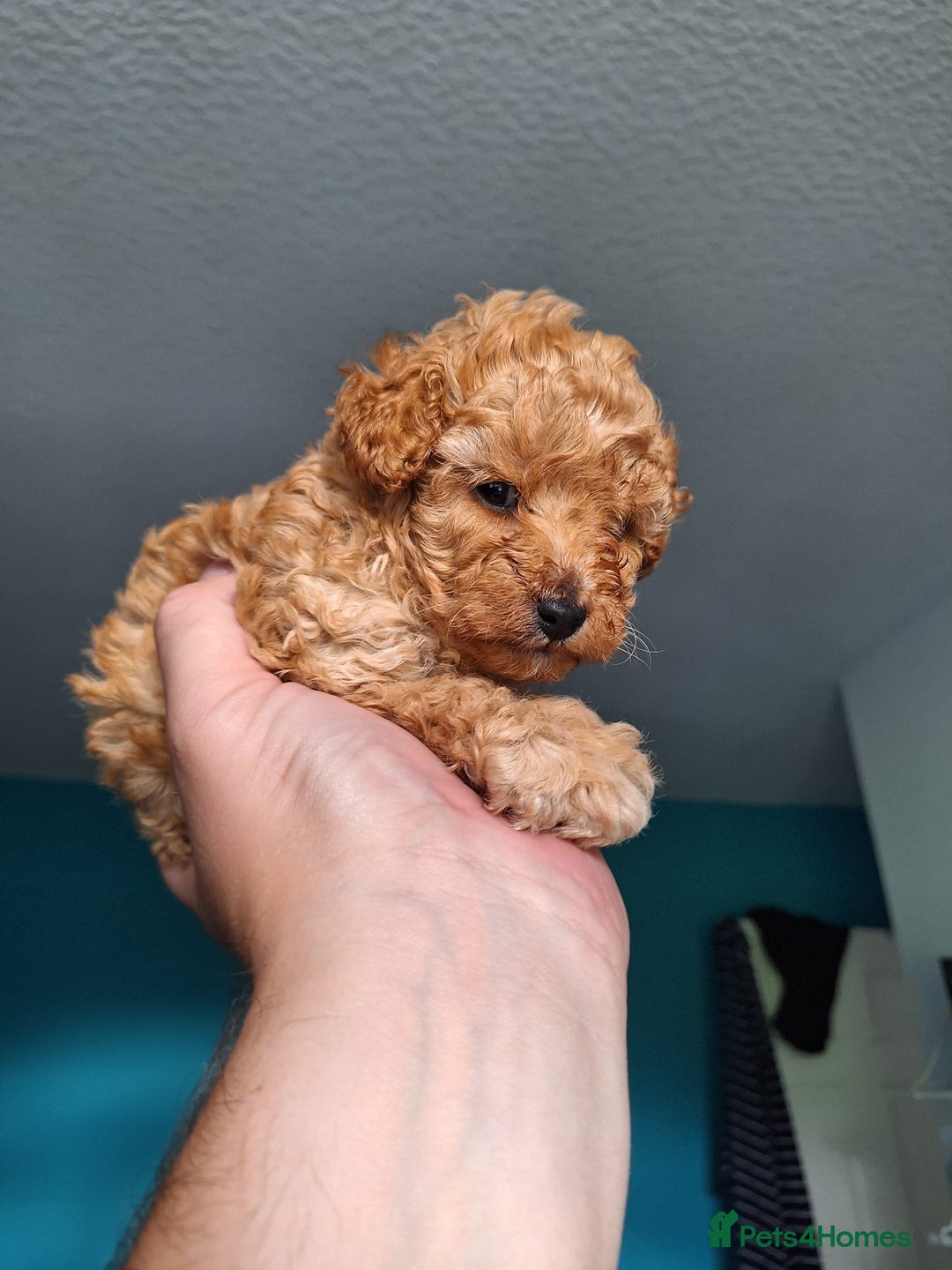 Toy Poodle dogs for sale: Tiny toy poodle female apricot - Image 2