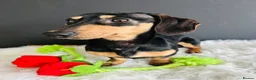 Miniature Dachshund dogs for stud: Black & Cream Smooth Stud  - Advert 4