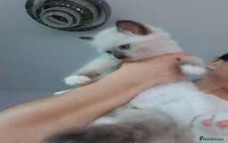 Ragdoll cats for sale: The cutest beautiful Ragdoll kittens! Ready :) - Image 18