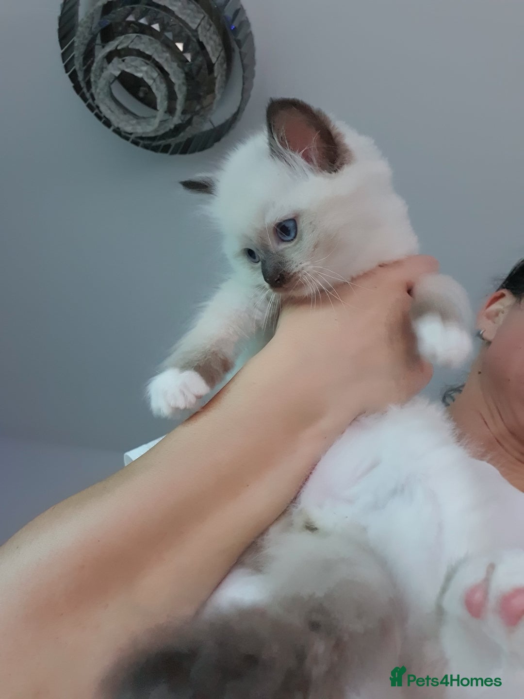 Ragdoll cats for sale: The cutest beautiful Ragdoll kittens! Ready :) - Image 18