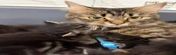 Mixed Breed cats for sale: 🌻Domestic Long-Haired Ready2Go🌻  - Advert 25