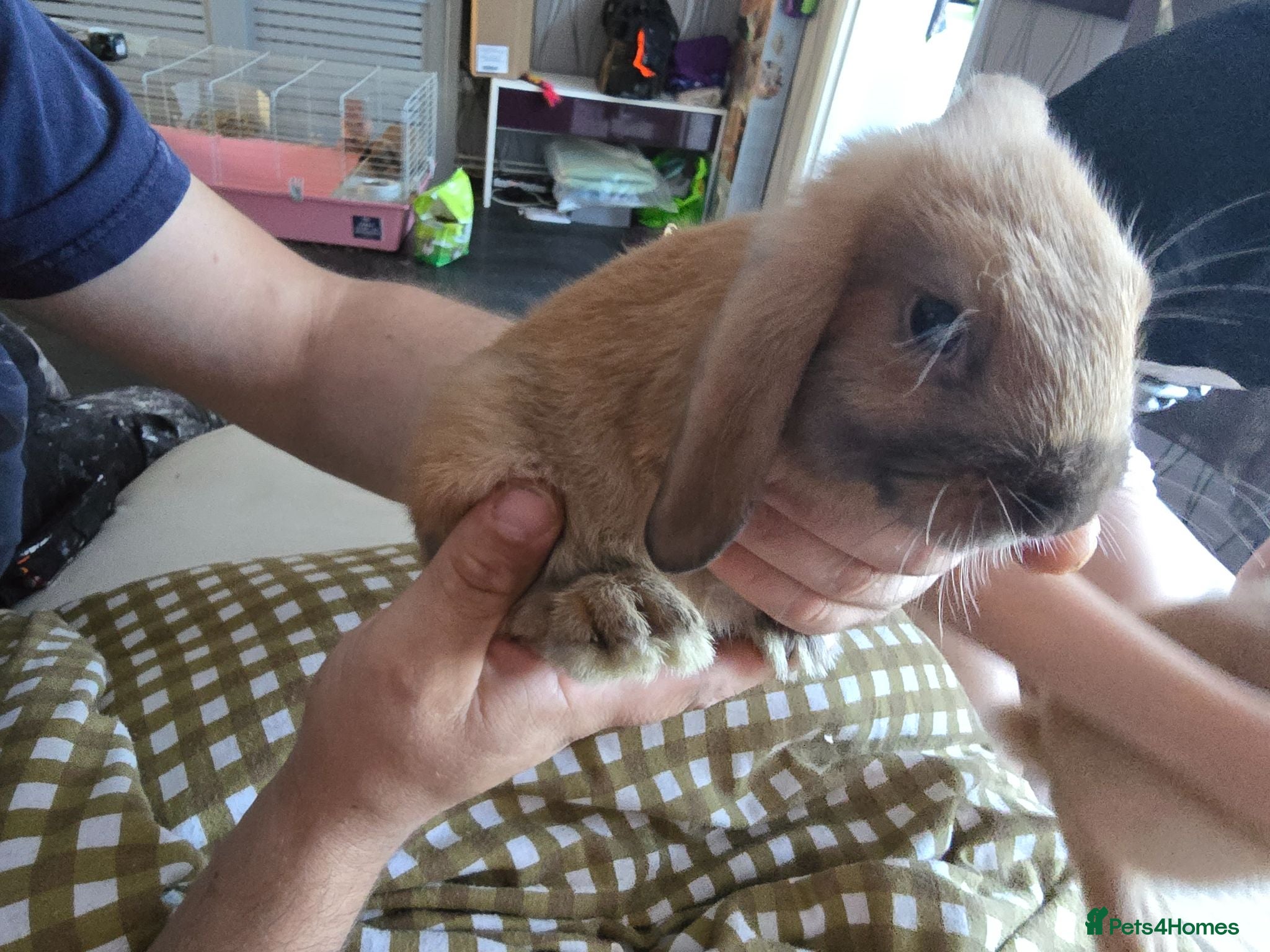 Mini Lop rabbits Mini lop - Advert 9