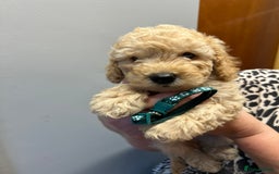 Miniature Poodle dogs for sale: Miniature poodles  - Image 8