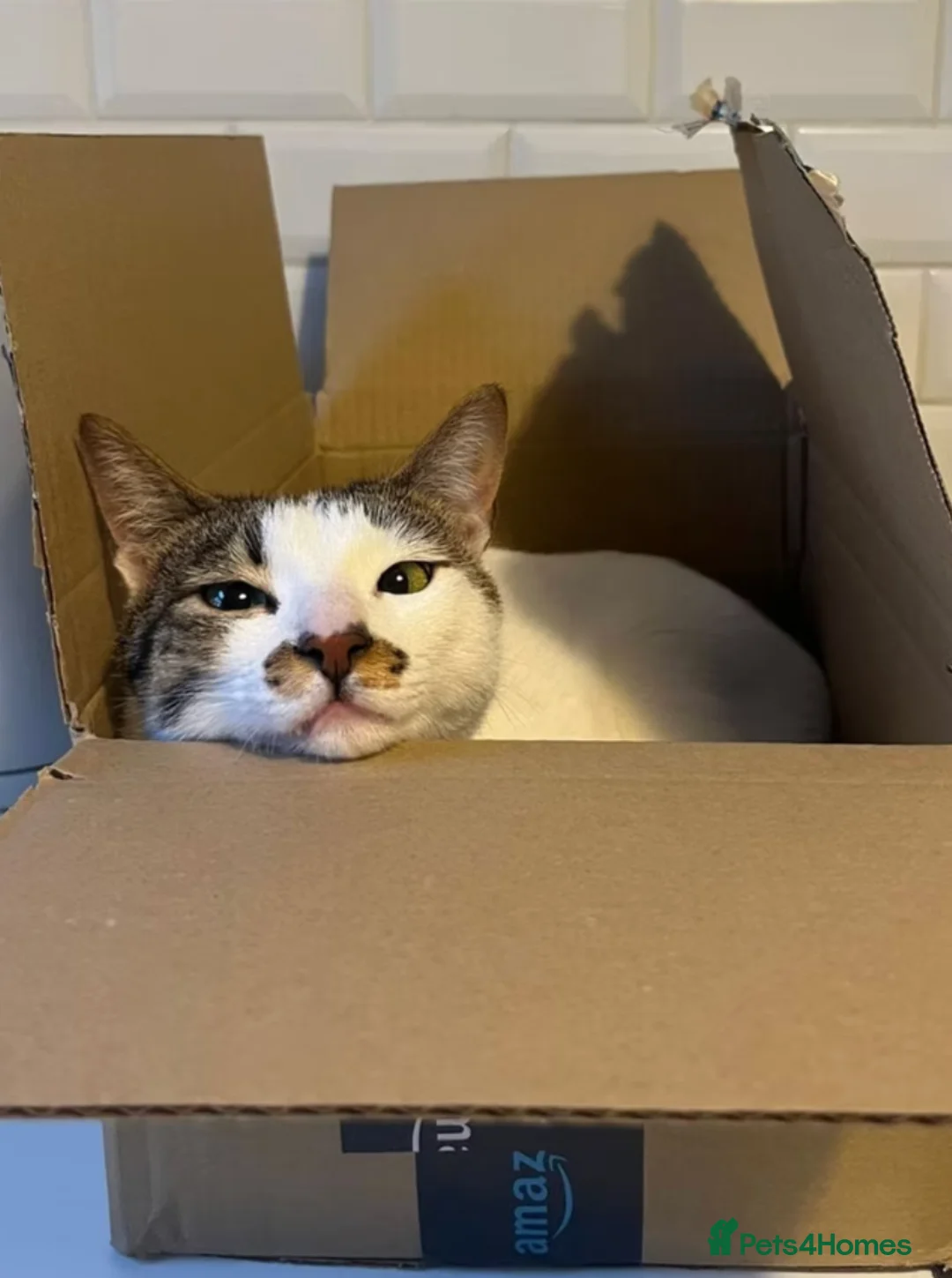 Arabian Mau cats for adoption: Male Rescue Cat for Indoor-only Adoption - Advert 12