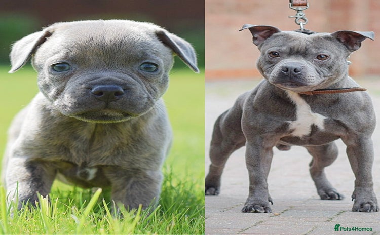 Staffordshire Bull Terrier dogs - Advert 2