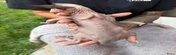 Sphynx cats for sale: Price reduced Tica registered Sphynx kitten - Advert 15