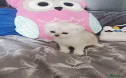 Scottish Fold cats for sale: Scottish Fold/Straight Kittens  - Image 36