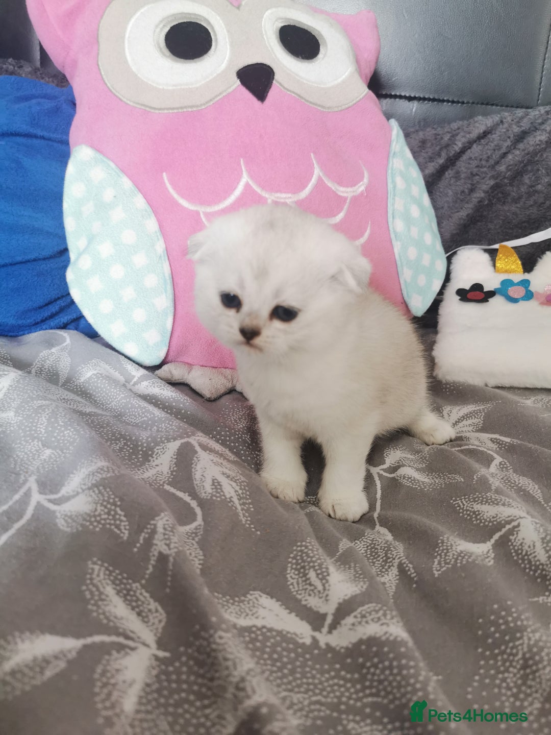 Scottish Fold cats for sale: Scottish Fold/Straight Kittens  - Image 36