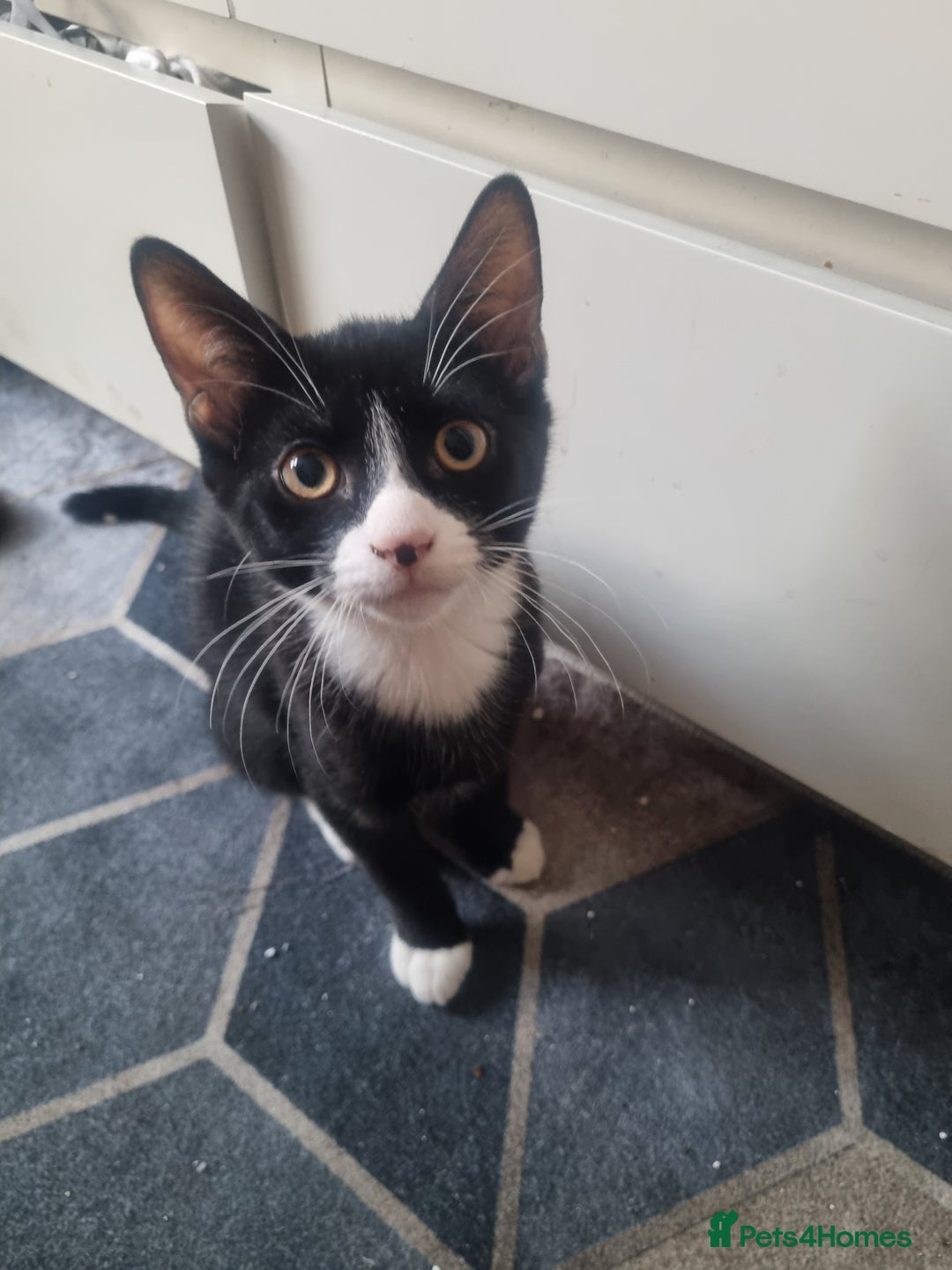 Dwelf cats for sale: 2 sweet kittens  - Image 4