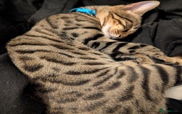 Bengal cats for sale: Male Bengal for sad sale  - Advert 2
