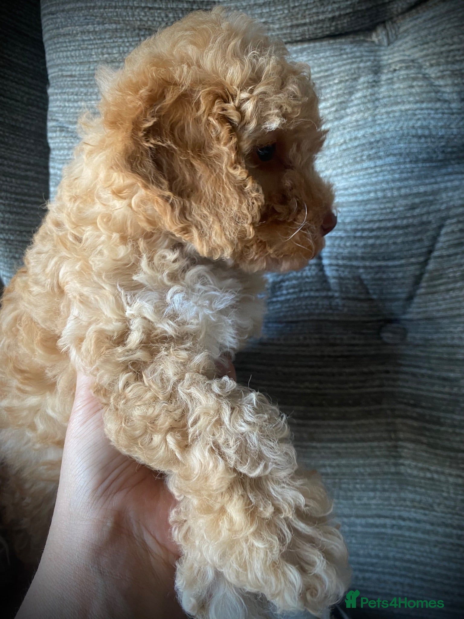Cockapoo dogs Multi generation DNA Health Clear Cockapoo Pups  - Advert 2