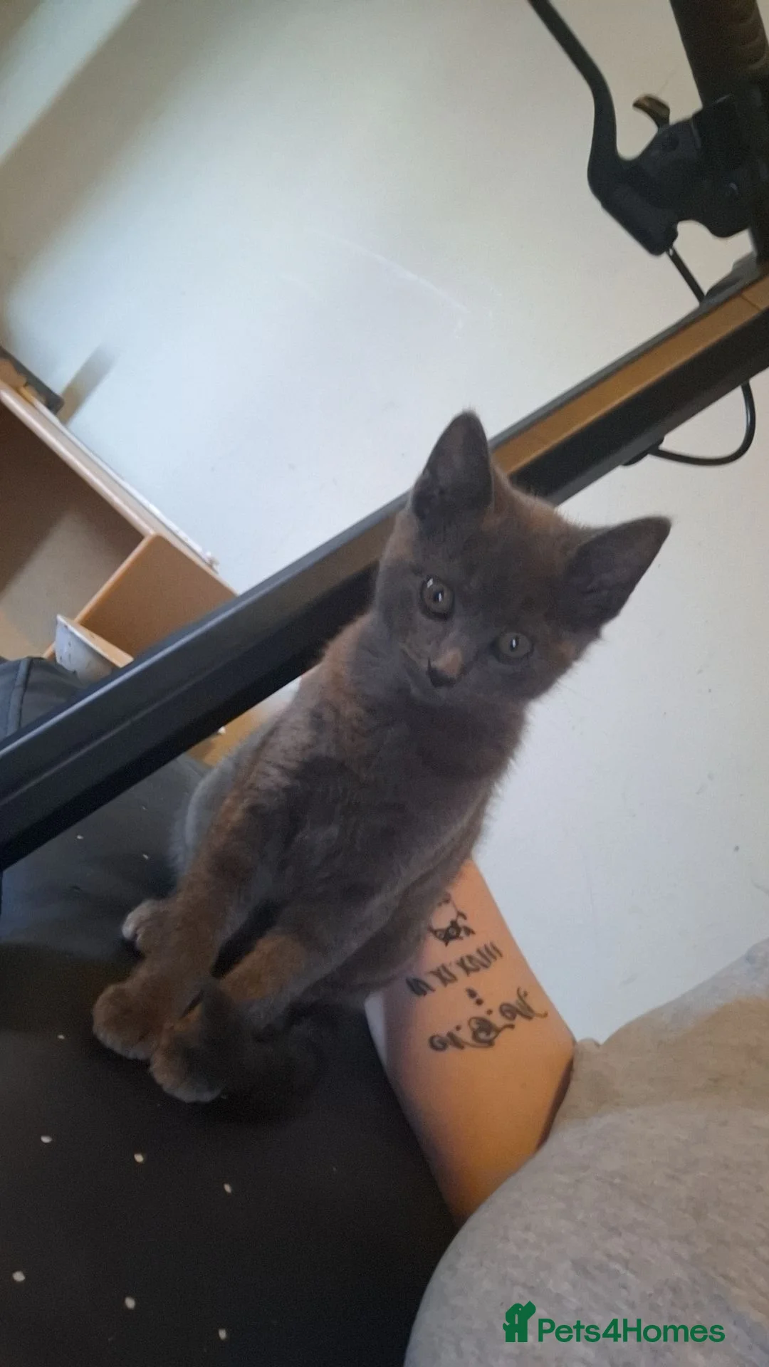 British Shorthair cats for sale: 12 week kittens  in Bathgate - Advert 8