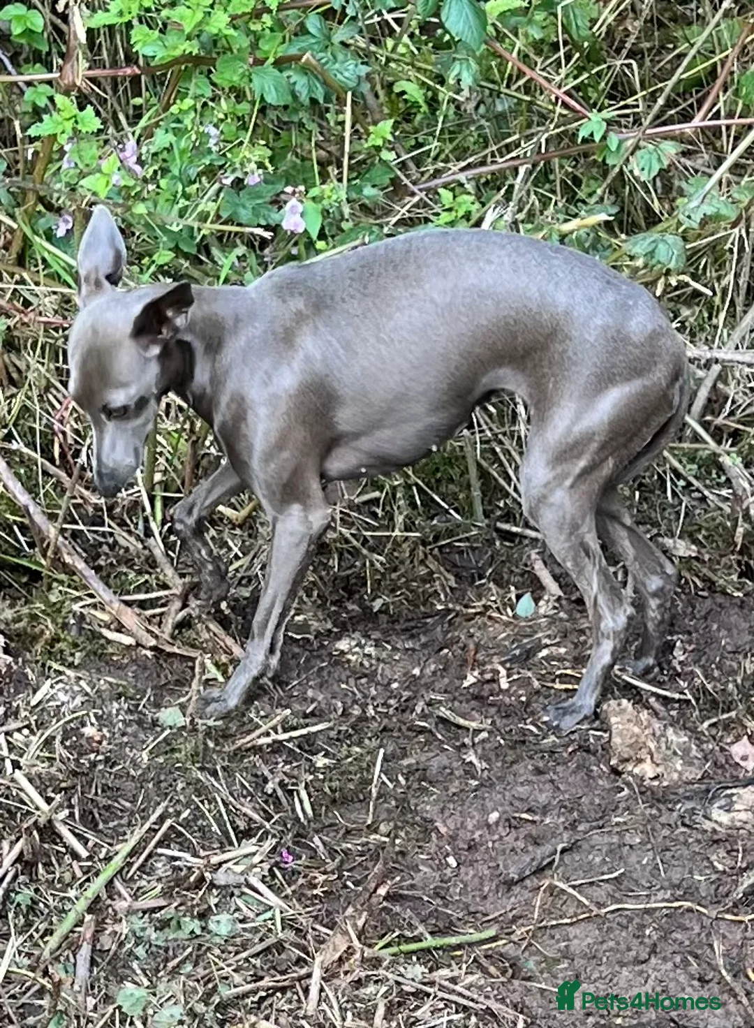 Italian Greyhound dogs for sale:     Italian Greyhound. Babies  - Advert 8