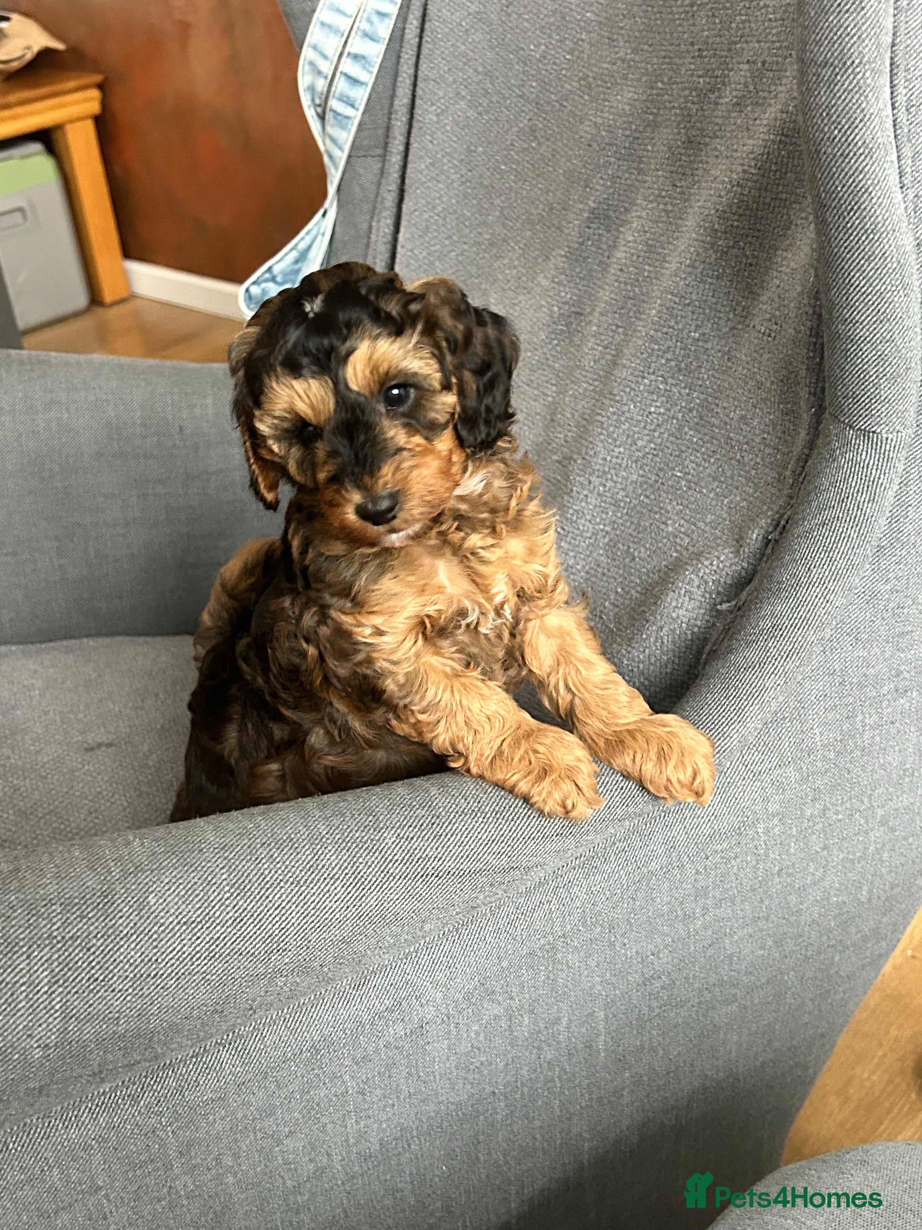 Cockapoo dogs Stunning Cockapoo Puppies Ready Soon  - Advert 1