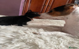 Maine Coon cats for sale: Last 2 beautiful Maine coon x males  - Image 16