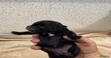 Patterdale Terrier dogs - Advert 10