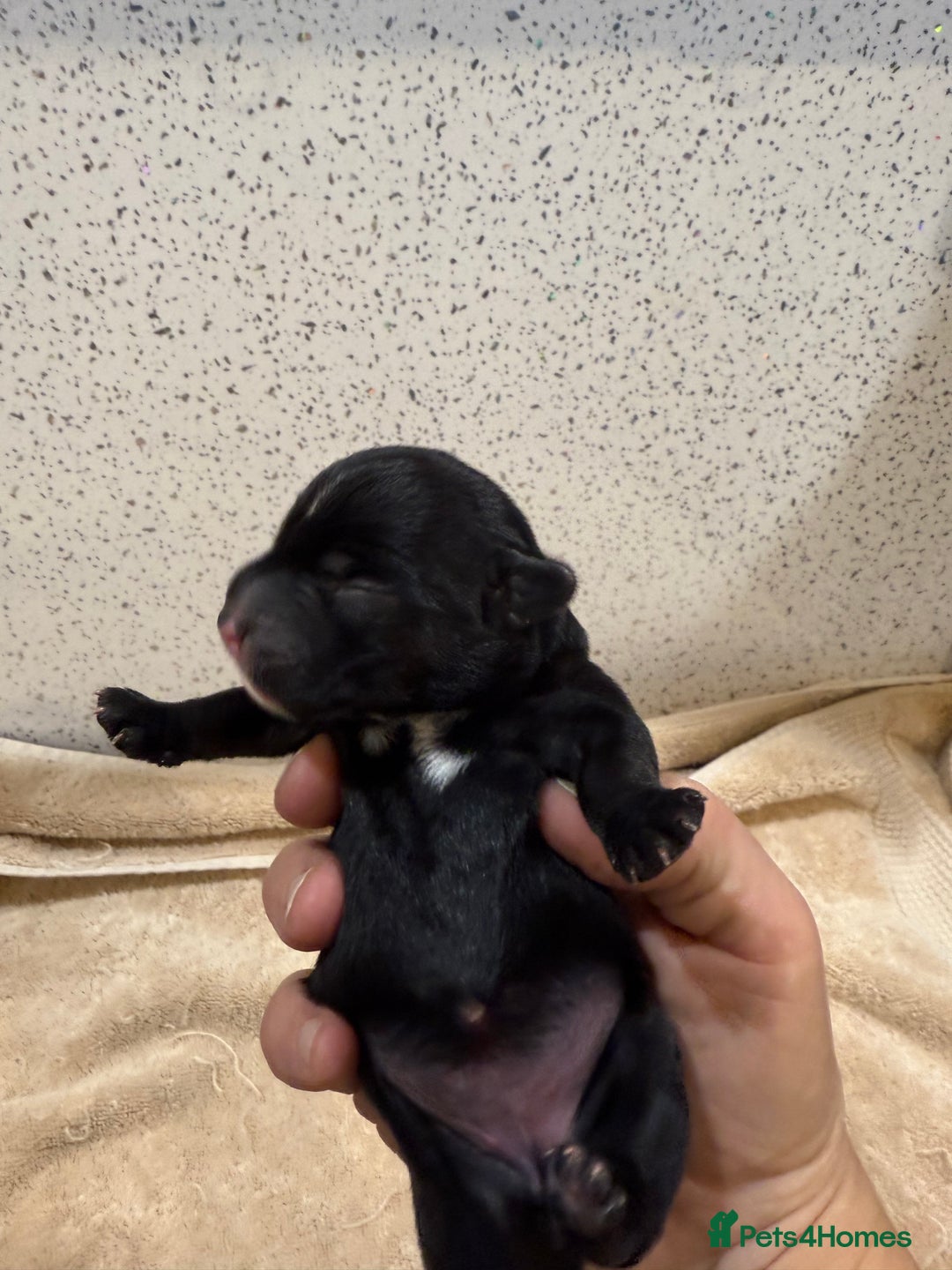 Patterdale Terrier dogs for sale: Patterdale terrier puppies  - Image 3