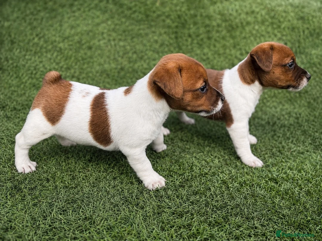 Jack Russell dogs for sale: Pure breed short tail Jackrussell pups  - Advert 1