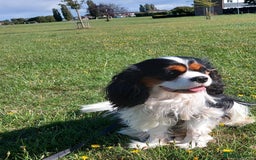 Cavalier King Charles Spaniel dogs for stud: CKCS STUD DOG/ DNA / CHAMPION LINES  - Image 4