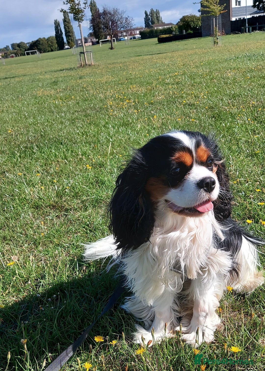 Cavalier King Charles Spaniel dogs for stud: CKCS STUD DOG/ DNA / CHAMPION LINES  - Image 4