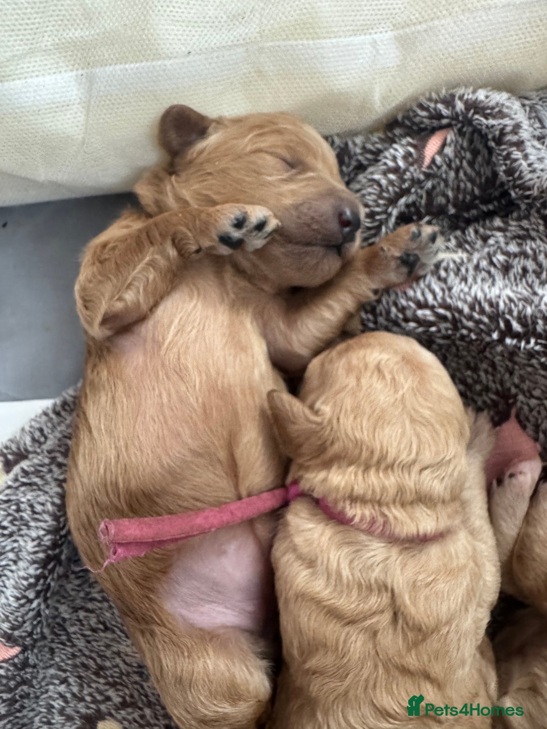 Mixed Breed dogs for sale: 💕 Gorgeous Cavapoochon Puppies 💕  - Image 10