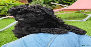 Toy Poodle dogs - Advert 14