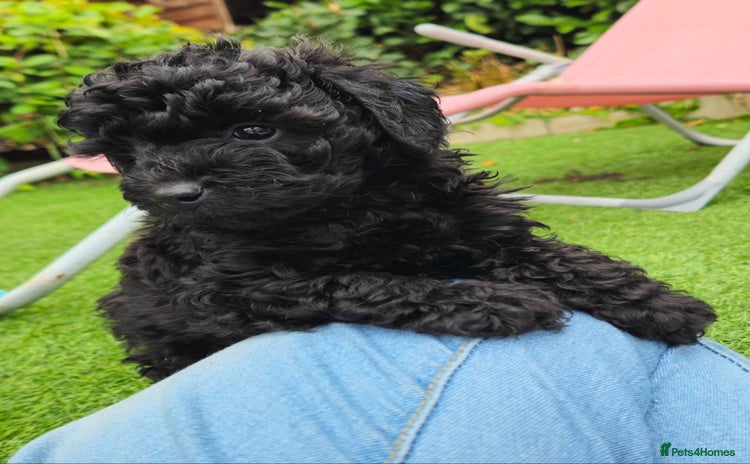 Toy Poodle dogs - Advert 2
