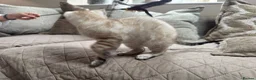Bengal cats for sale: Stunning TICA Registered Snow Lynx Bengal Kittens - Advert 31