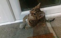 Mixed Breed cats for sale: Four kittens in search of their forever homes - Image 6