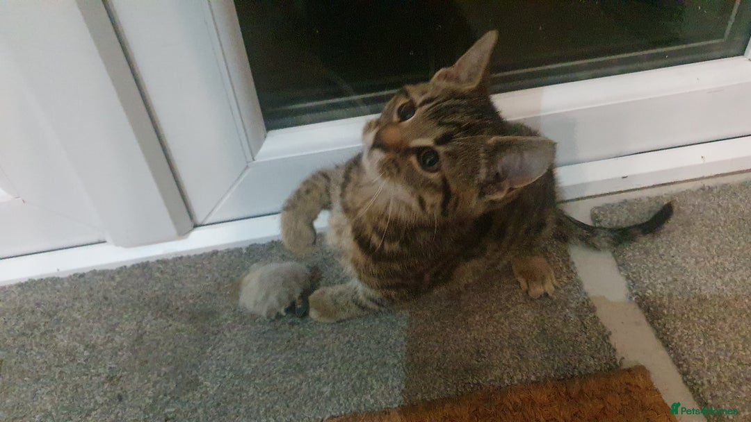 Mixed Breed cats for sale: Four kittens in search of their forever homes - Image 6
