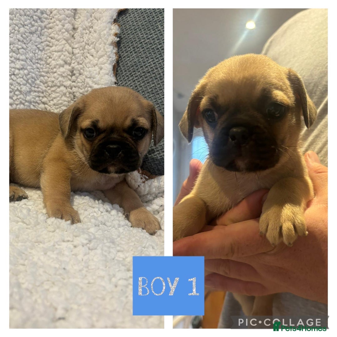 Frug dogs for sale: Beautiful French bulldog cross pug puppies  - Image 4
