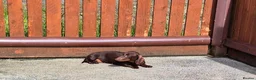 Miniature Dachshund dogs for sale: ADULT MINIATURE DACHSHUND FEMALE - Advert 8