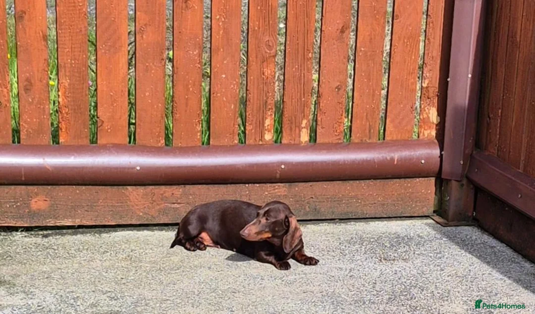 Miniature Dachshund dogs for sale: ADULT MINIATURE DACHSHUND FEMALE - Advert 8