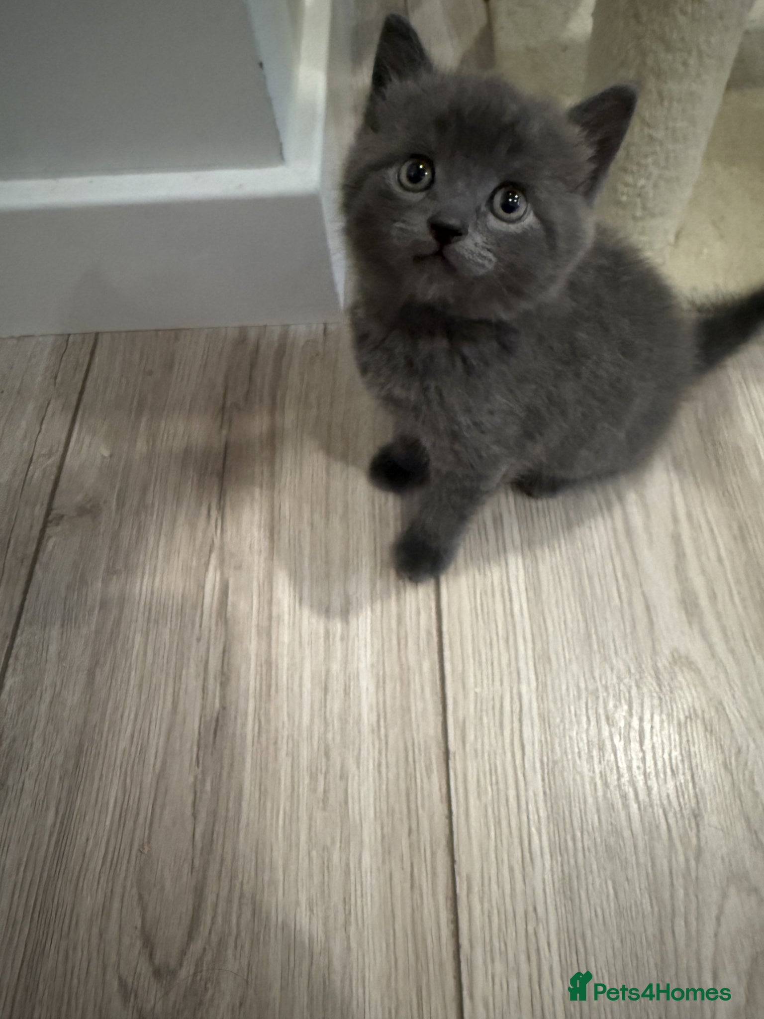 British Shorthair cats for sale: Beautiful mixed breed kittens  in Loughton - Advert 8