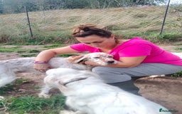 English Setter dogs for adoption: Otto  - Advert 5