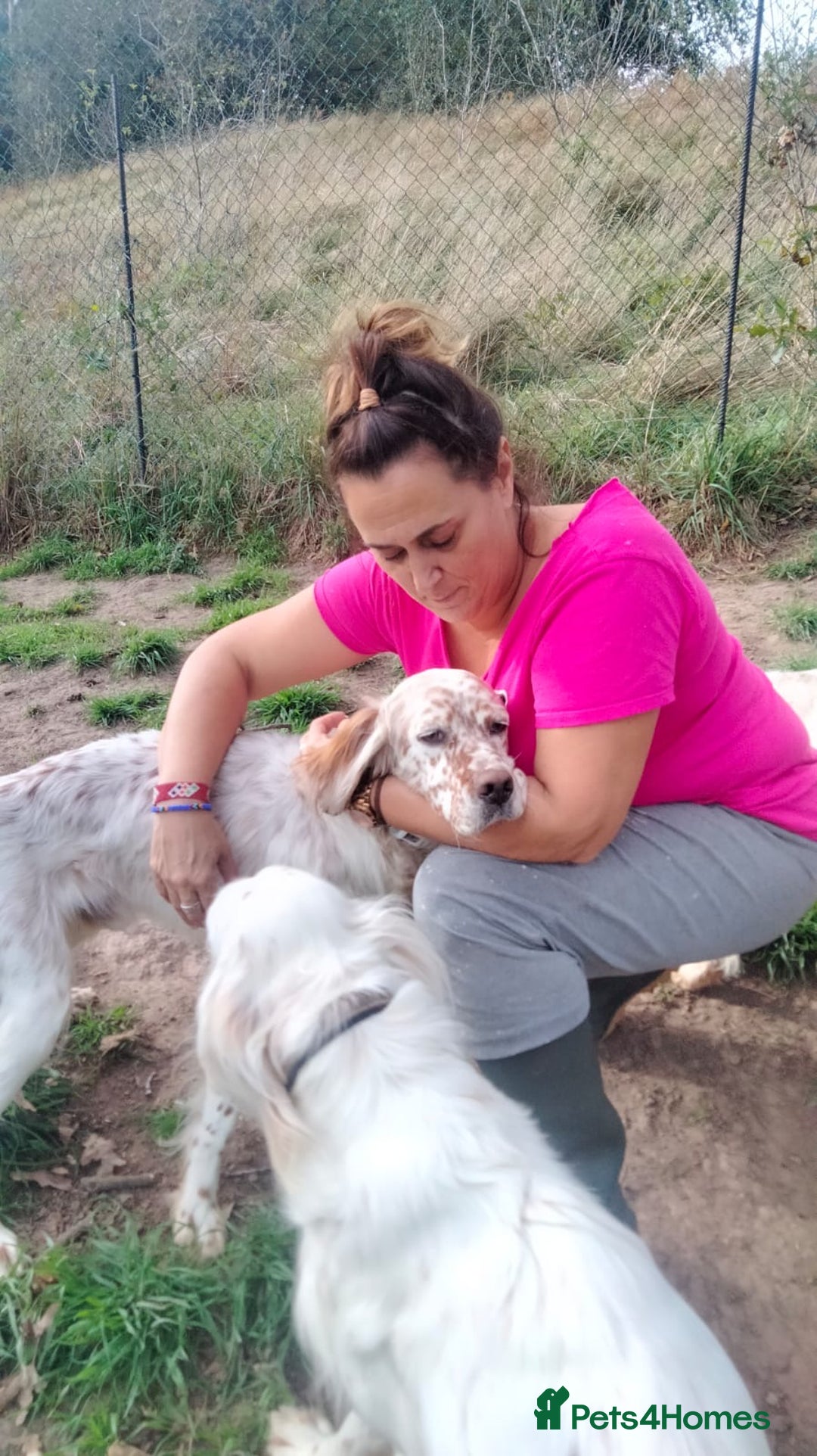 English Setter dogs for adoption: Otto  - Advert 5