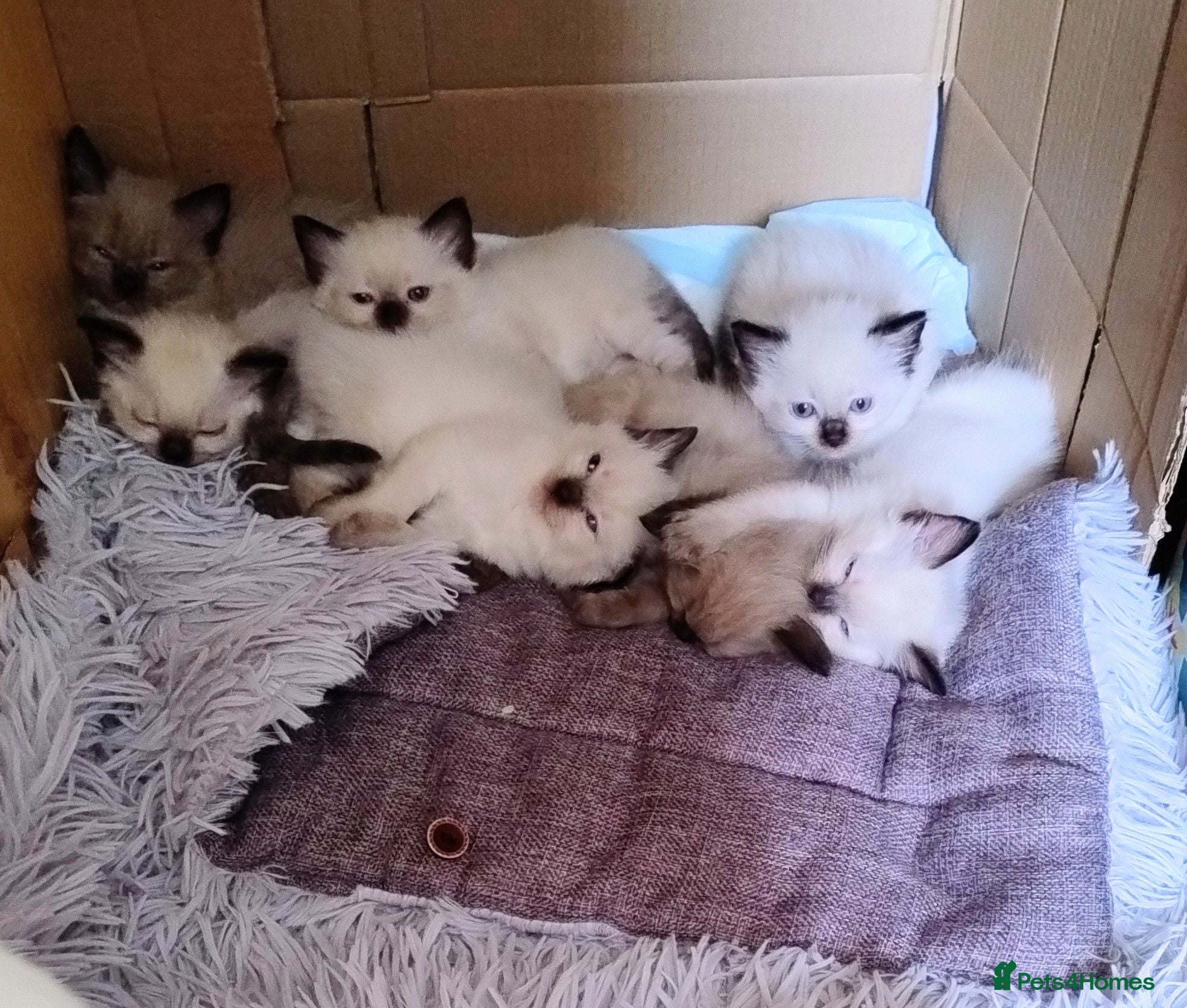 Ragdoll cats Pure bred Ragdolls need loving homes - Advert 2