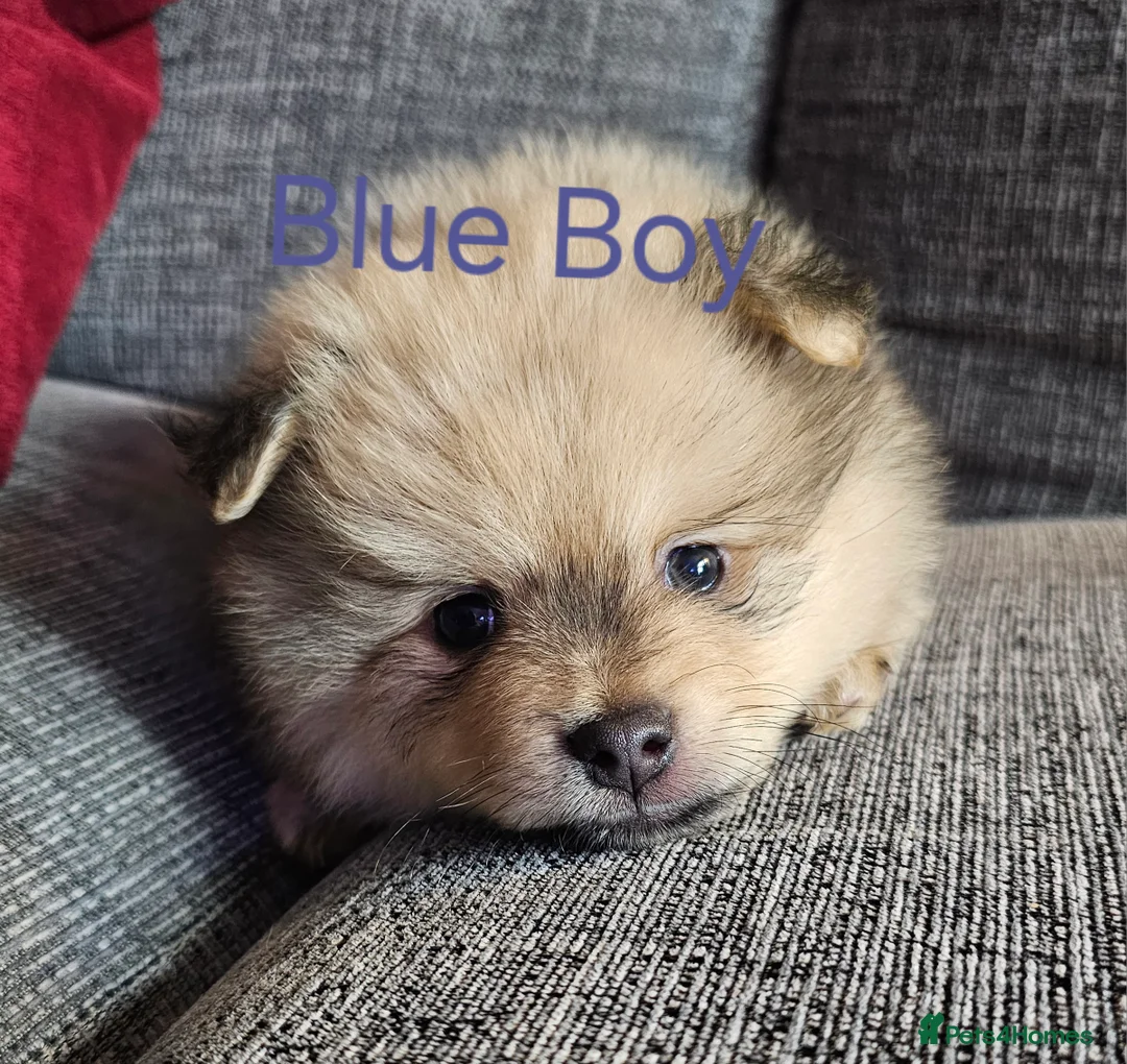Pomeranian dogs for sale: 4 baby pomeranians for sale - Advert 29
