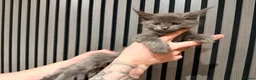 Maine Coon cats for sale: LAST 3 BEAUTIFUL MAINECOON KITTENS - Advert 9