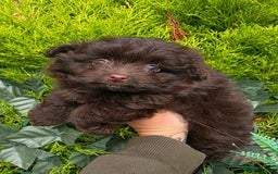 Pomapoo dogs for sale: 🩷ROSIE AND JIM💙 F1 POMAPOO BABIES - Image 5