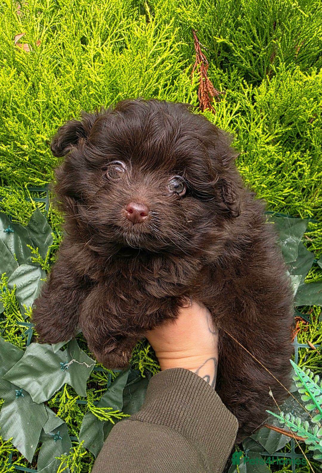 Pomapoo dogs for sale: 🩷ROSIE AND JIM💙 F1 POMAPOO BABIES - Image 5
