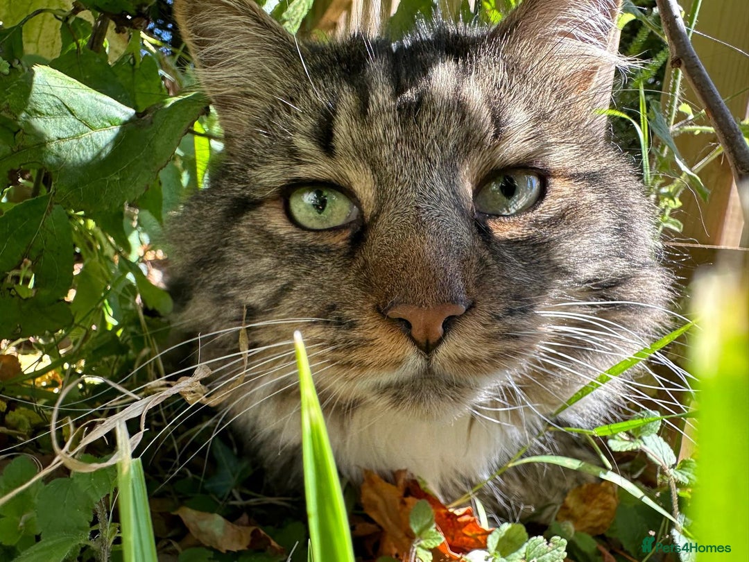 British Longhair cats for sale: Incredibly Beautiful British Longhair Male Cat - Advert 6