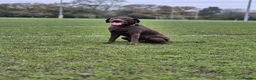 Labrador Retriever dogs for stud: Chocolate Labrador 1st time studding out. - Advert 3