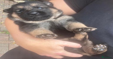 German Shepherd dogs - Advert 4